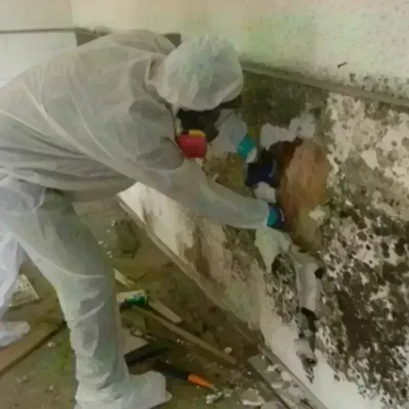 Mold Remediation and Removal in Winn Parish, LA